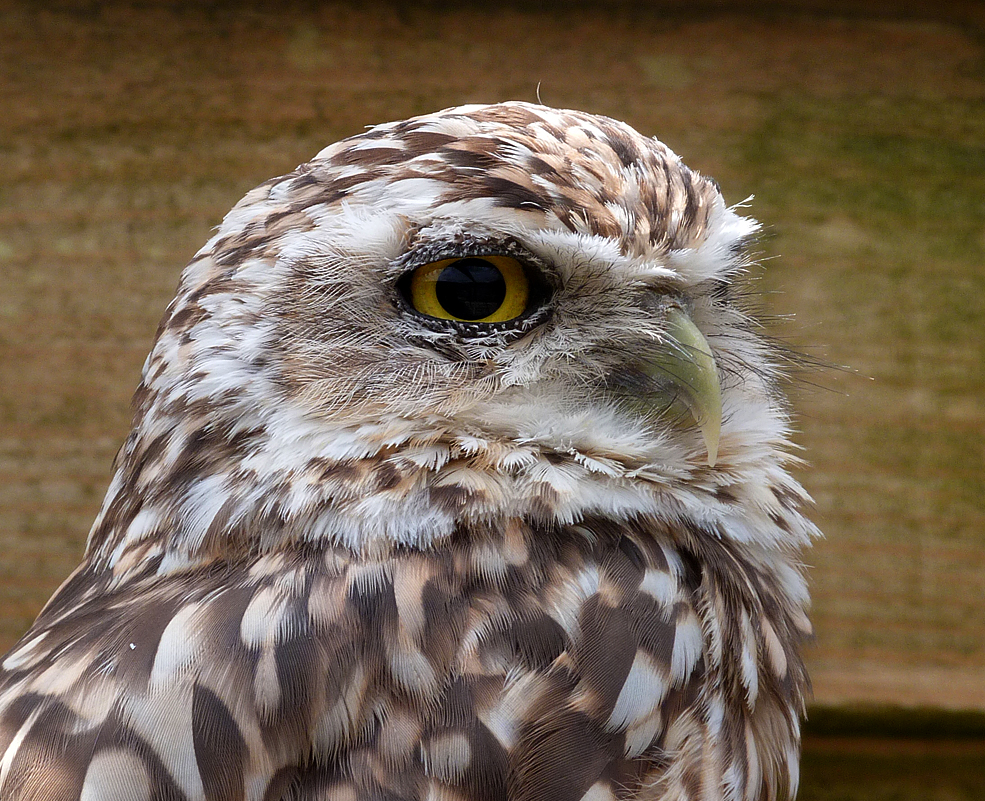 Burrowing Owl