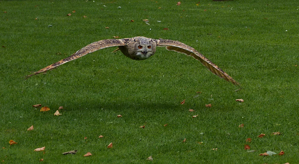 Eagle Owl