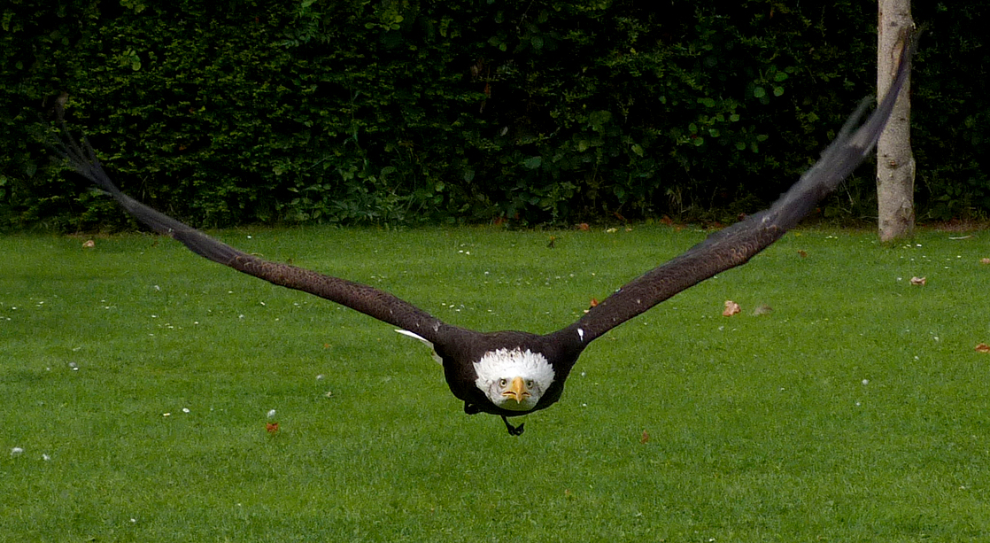 Bald Eagle