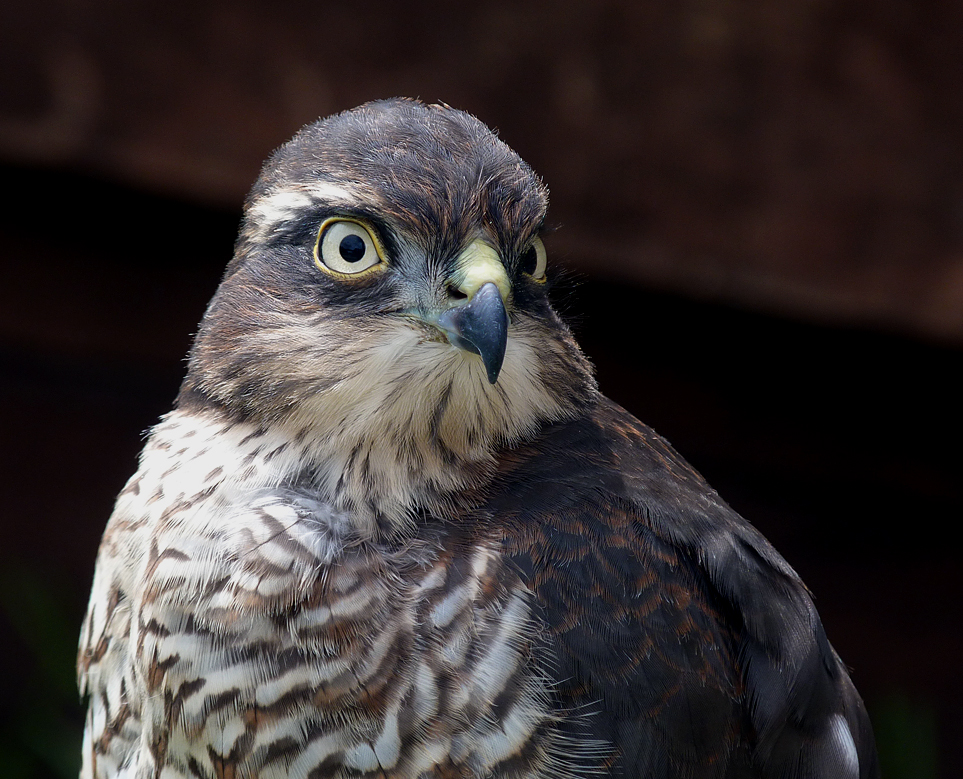 Sparrowhawk