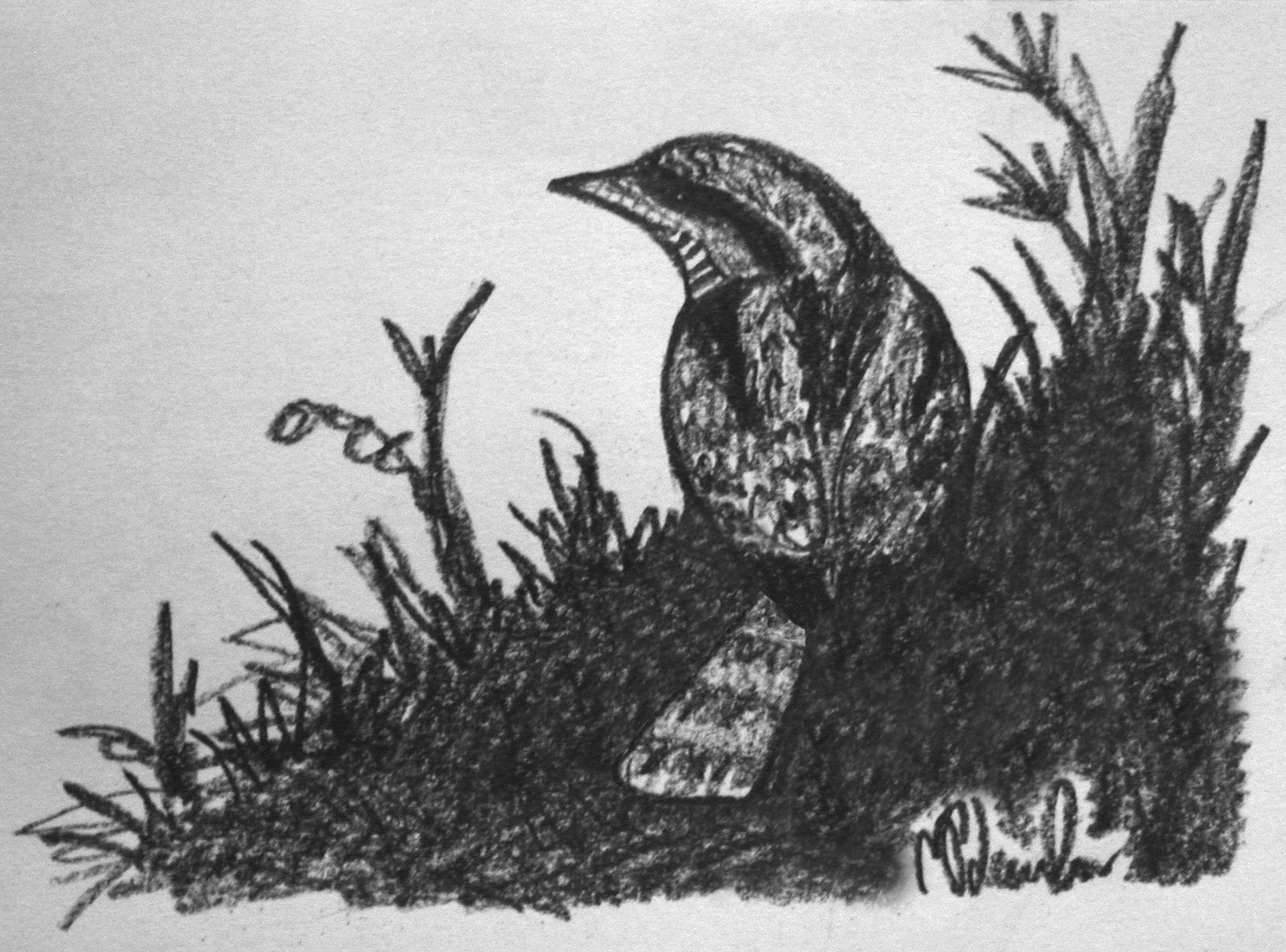 Wryneck sketch