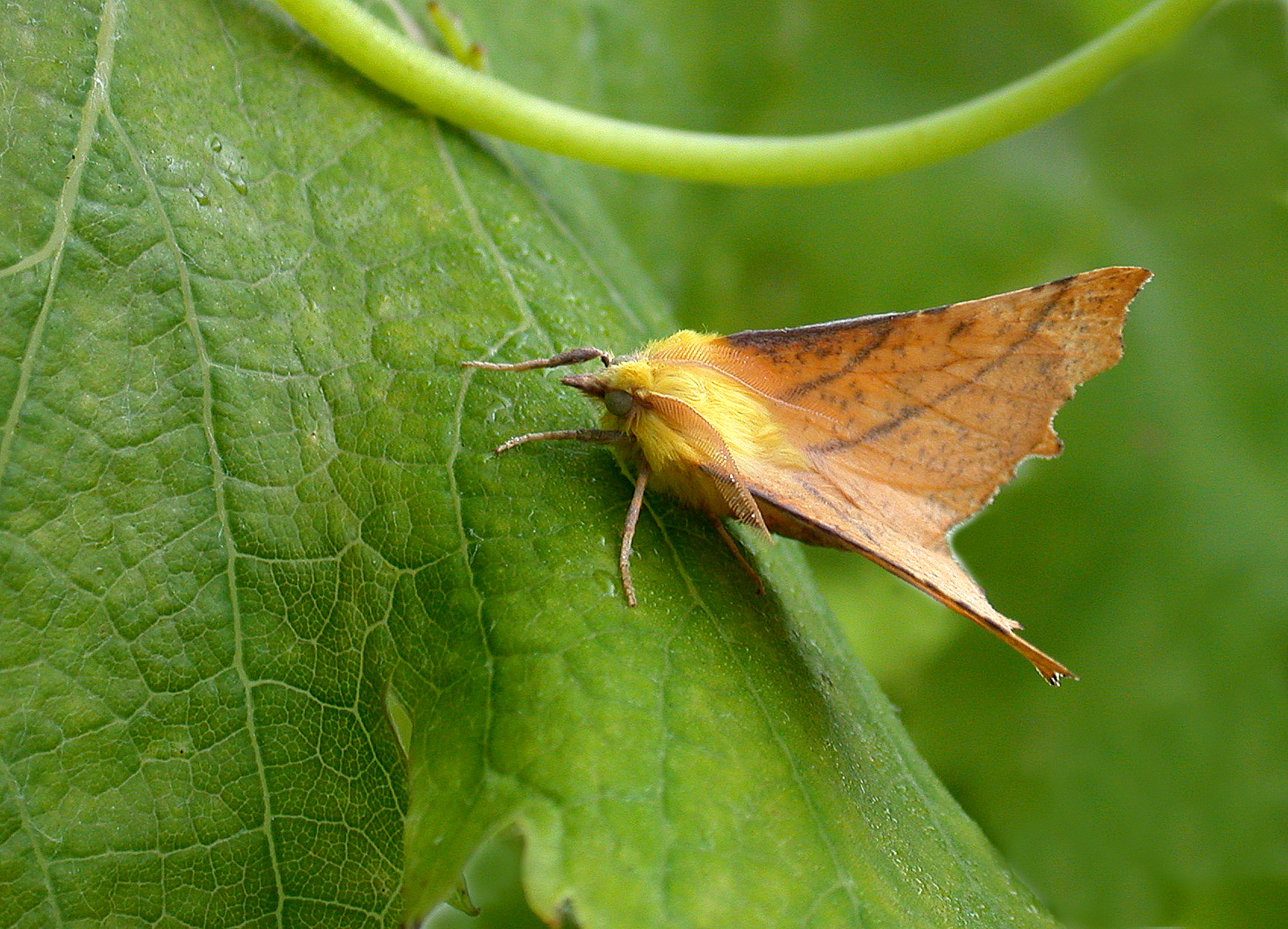Canary-shouldered Thorn - garden, 3 Sep 10