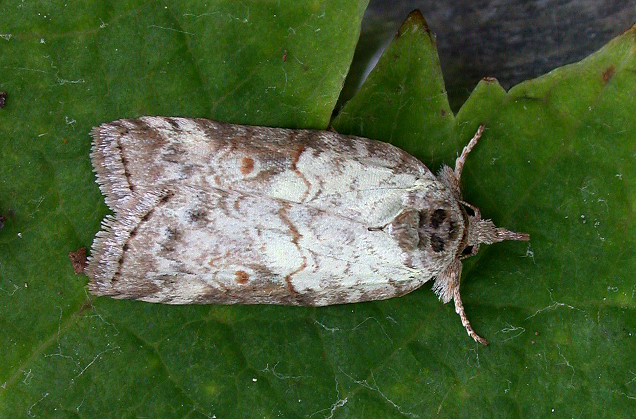 Oak Nycteoline - garden, 3 Sep 10