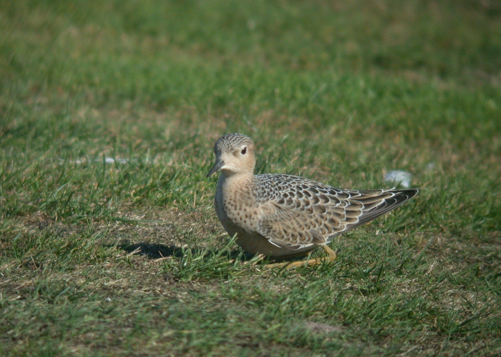 Buff-breasted Sandpiper - L'Ancresse, 12 sep 10