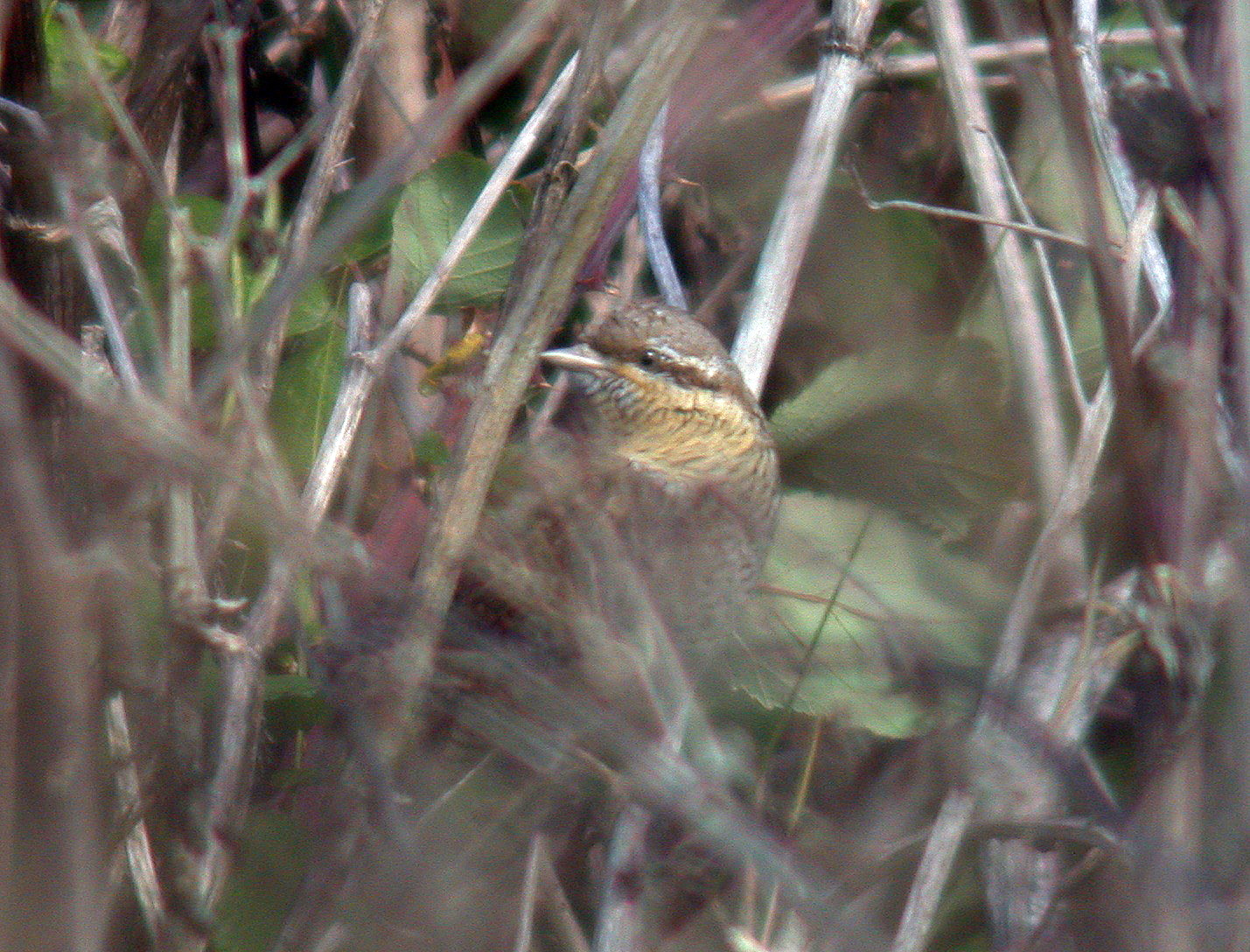 Wryneck - Lihou Headland,