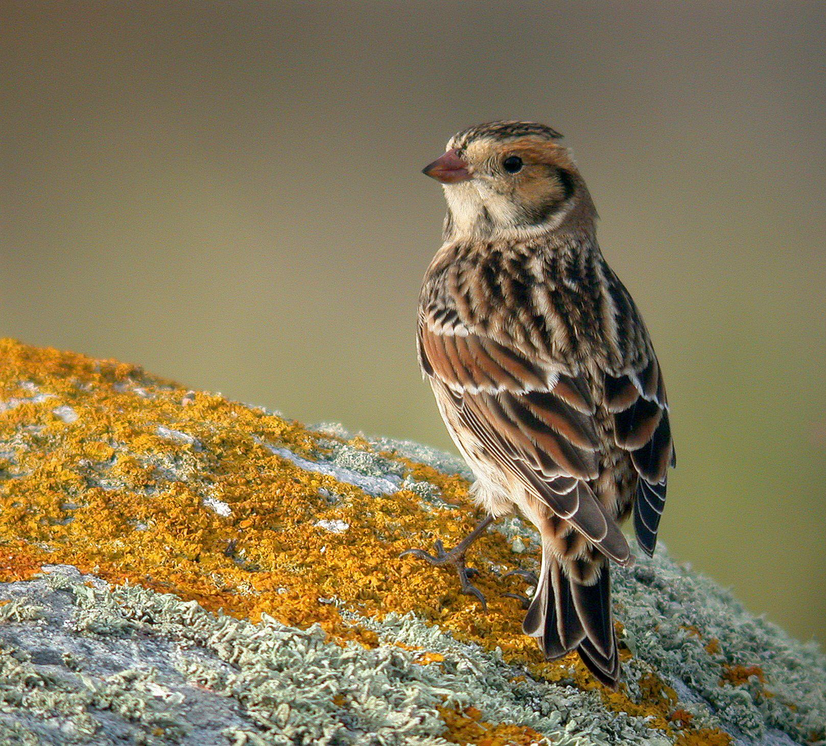 Lapland Bunting - Pulias, 13 Sep 10