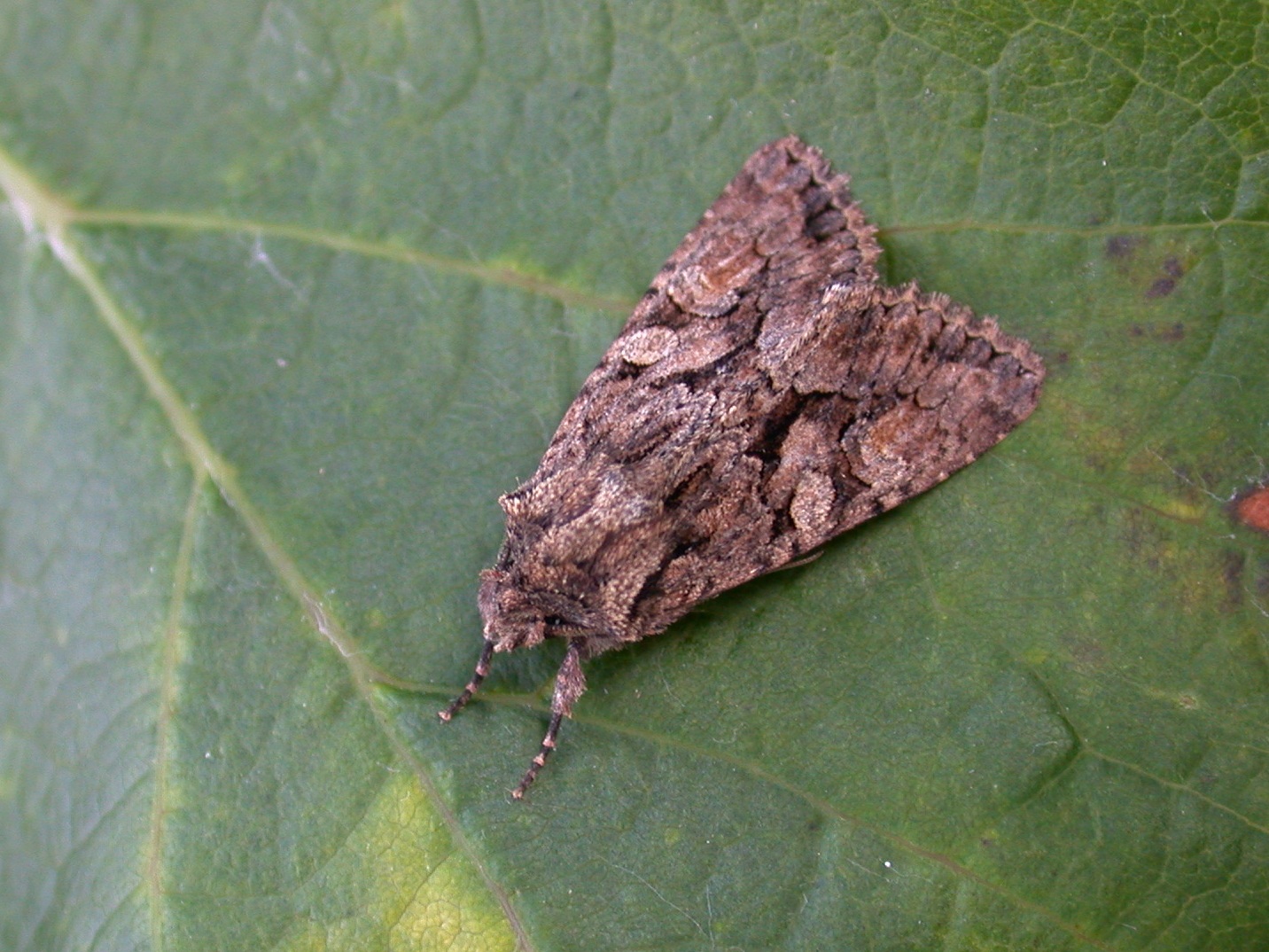 Sombre Brocade - garden, 18 Sep 10