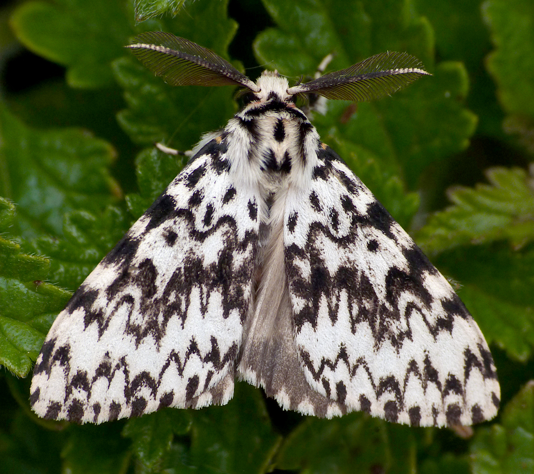 Black Arches - Rockbourne