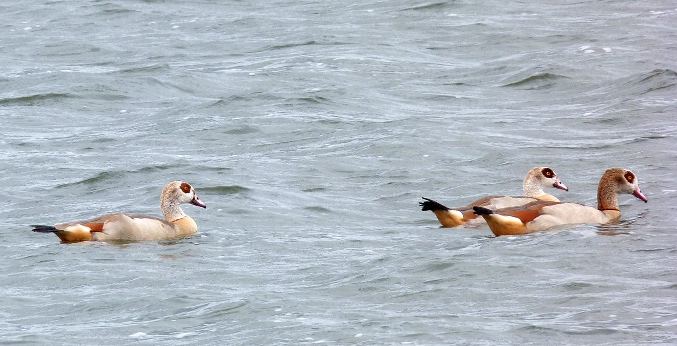 Egyptian Geese - Blashford Lakes