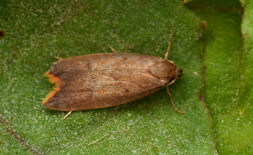 Tachystola acroxantha - garden - 27Aug16