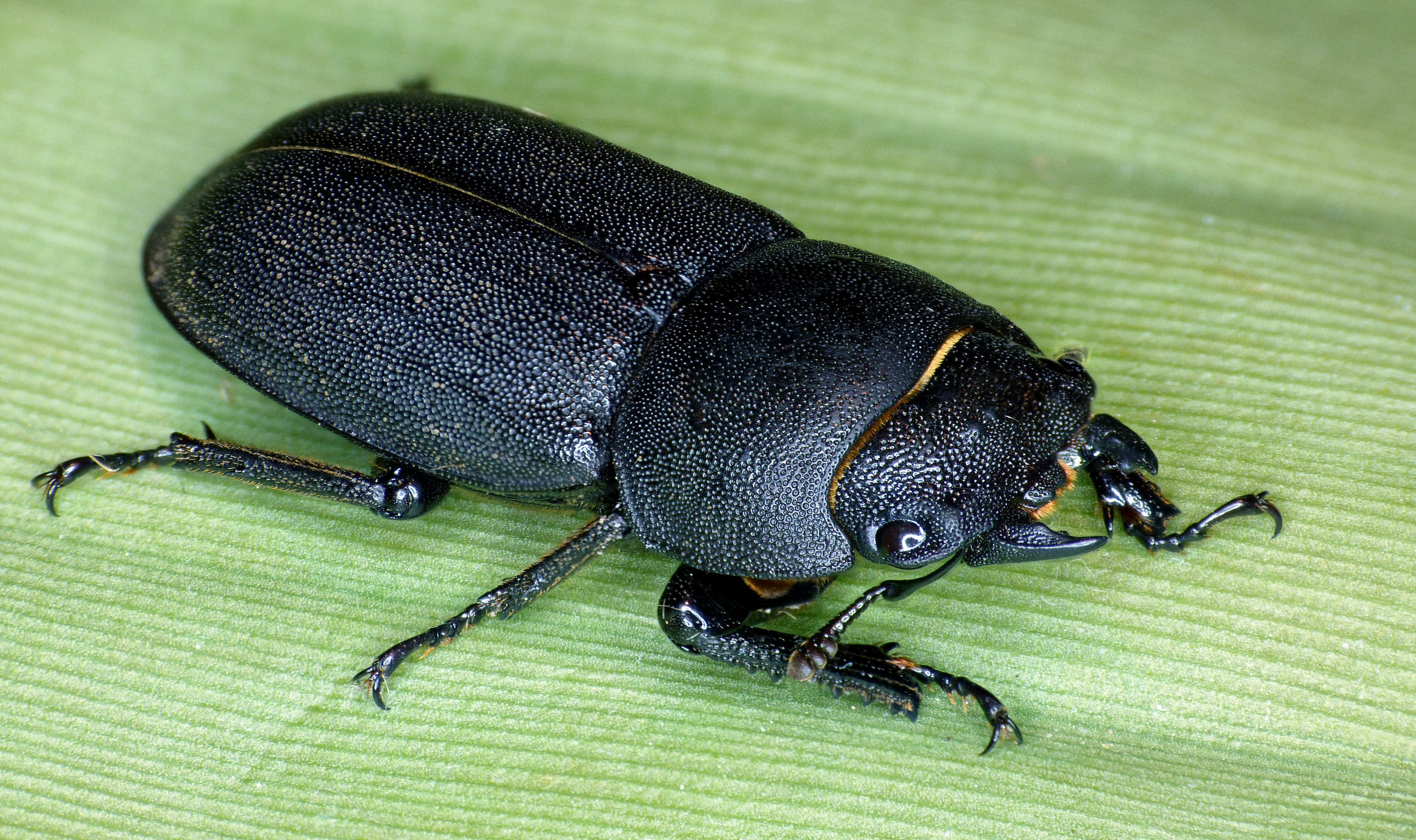 Lesser Stag Beetle - garden - 17Aug16