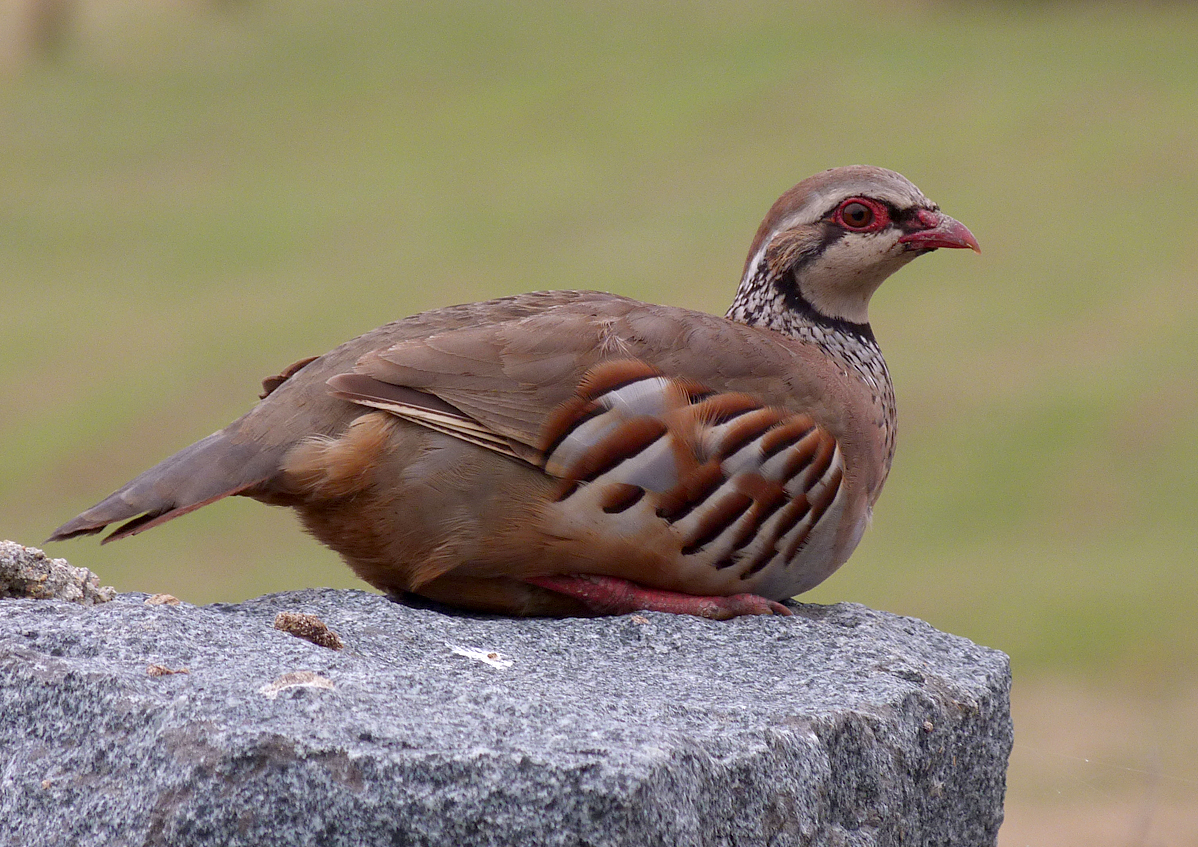 Red-legged Partridge - Rousse - 17Aug16