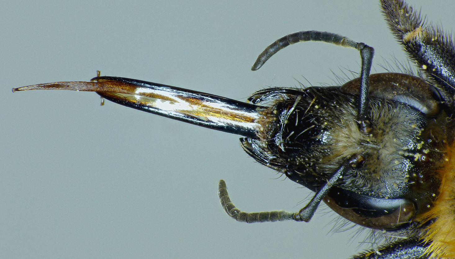Carder Bee tongue - I found a dead bee in a flower which had kicked the bucket with its tongue out - I used the stacking software to get an extreme close-up