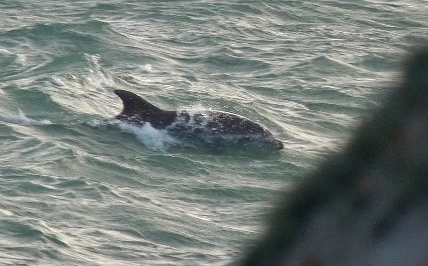Bottlenose Dolphin - Jaonneuse - 21Aug16