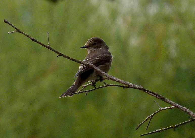 Spotted Flycatcher - Rousse - 17Aug16