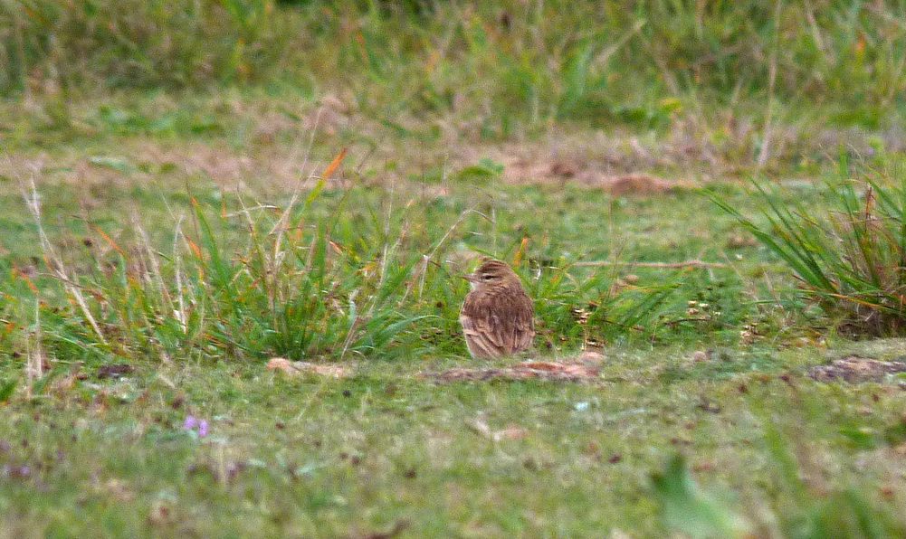 Short-toed Lark - Fort Hommet - 15 Sep 16