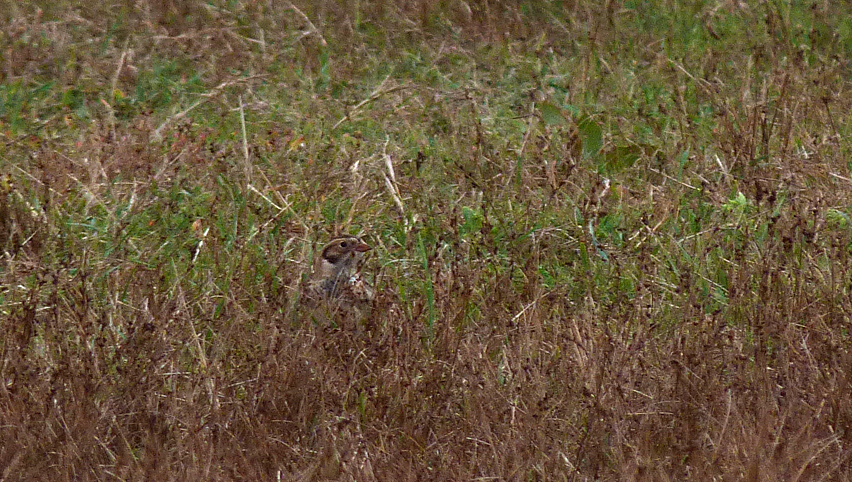 Lapland Bunting - Fort Hommet - 15 Sep 16