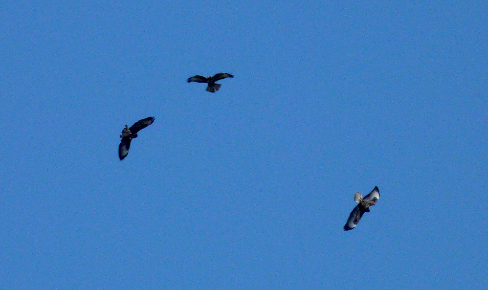Buzzards - over garden - 1 Sep 16