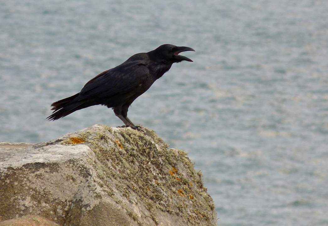Raven - Pulias - 13 Sep 16