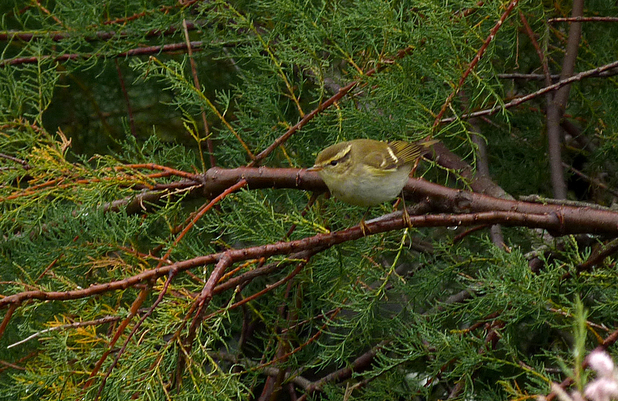 Yellow-browed Warbler - Rousse - 8 Oct 16