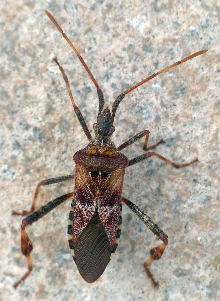 Western Conifer Seed Bug in the garden