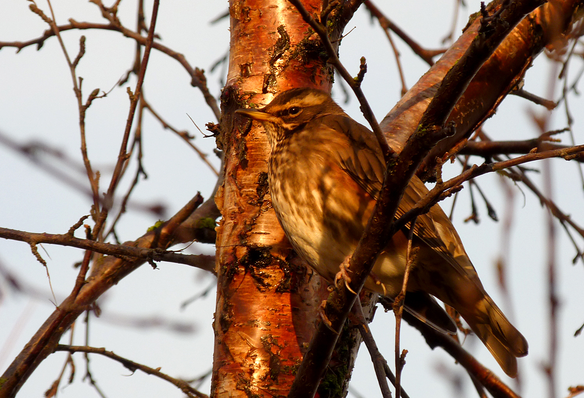 Icelandic Redwing - Reykjavik