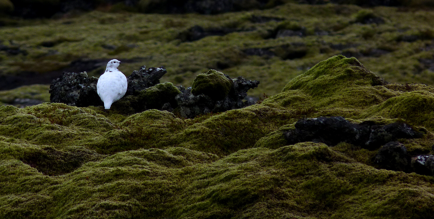Ptarmigan - Blue Lagoon car park