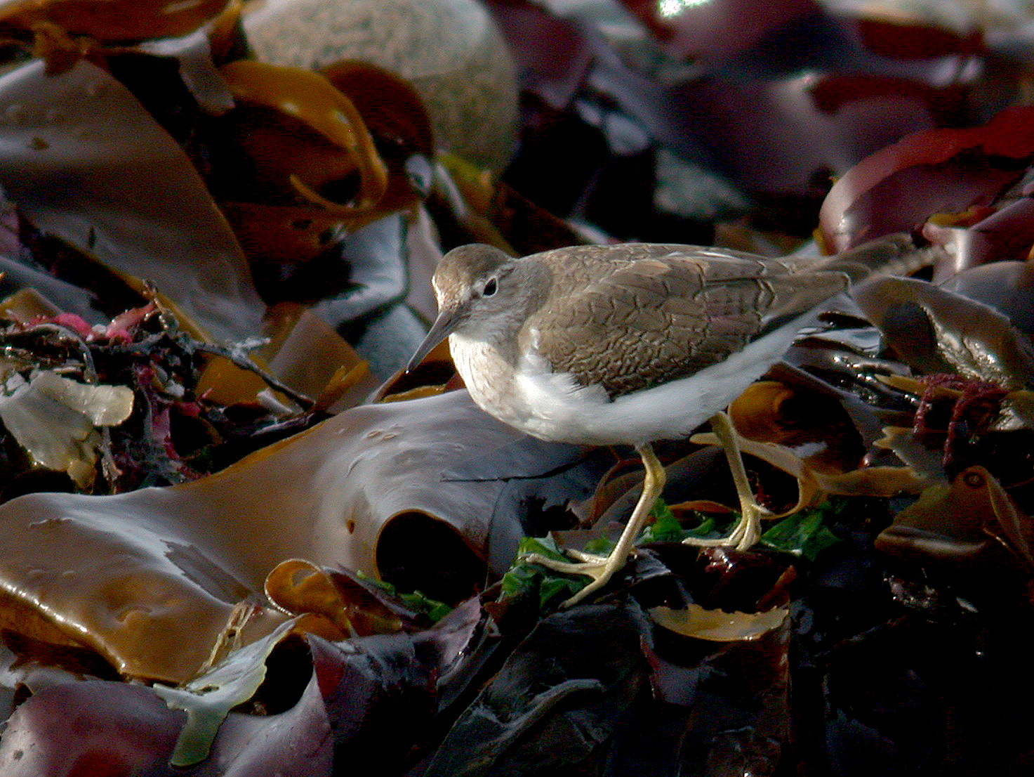 Spommon Sandpiper- Pulias
