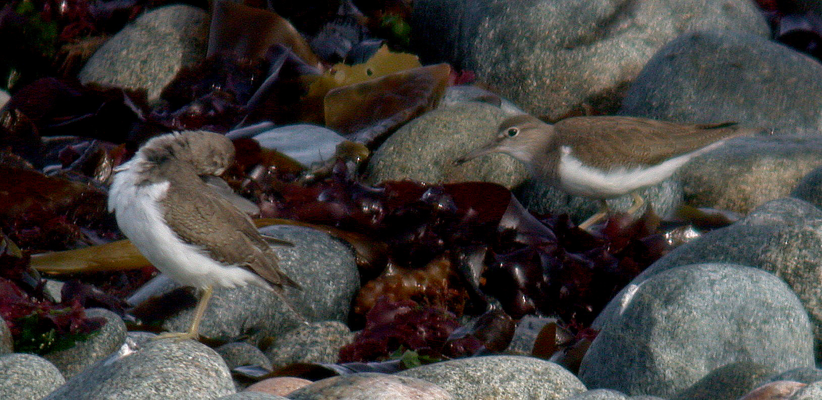 Above is a photo of the bird (left) with a Common Sandpiper (right). Upperpart tone and leg colour show little difference.