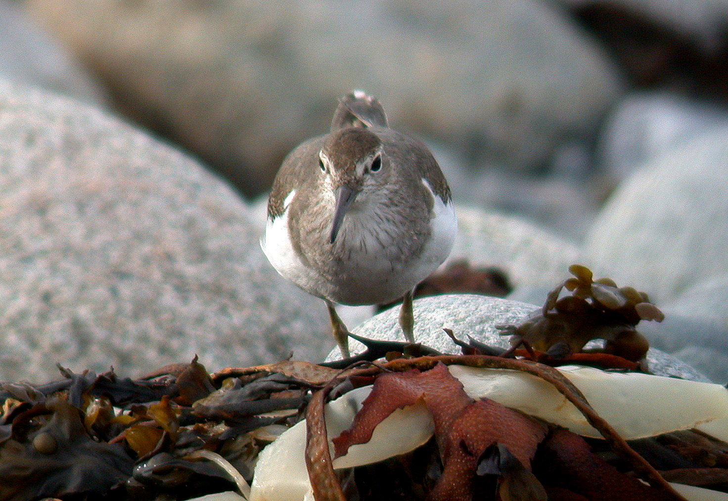 This photo shows the narrow streaks on the breast which should not be shown by Spotted Sand. 