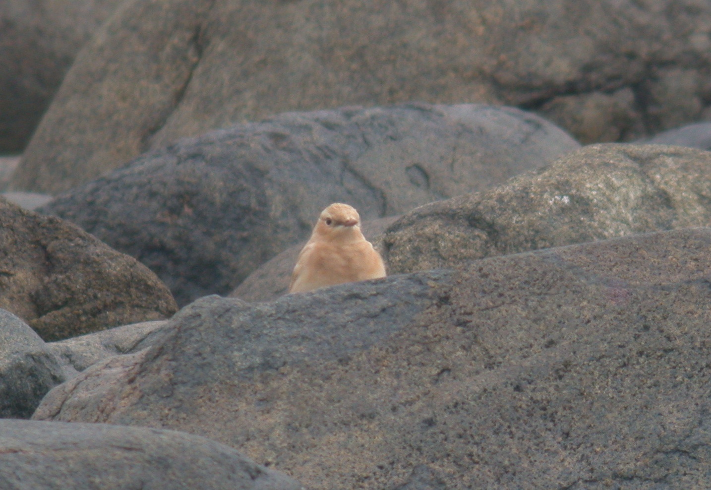 leucistic Wheatear - Pulias