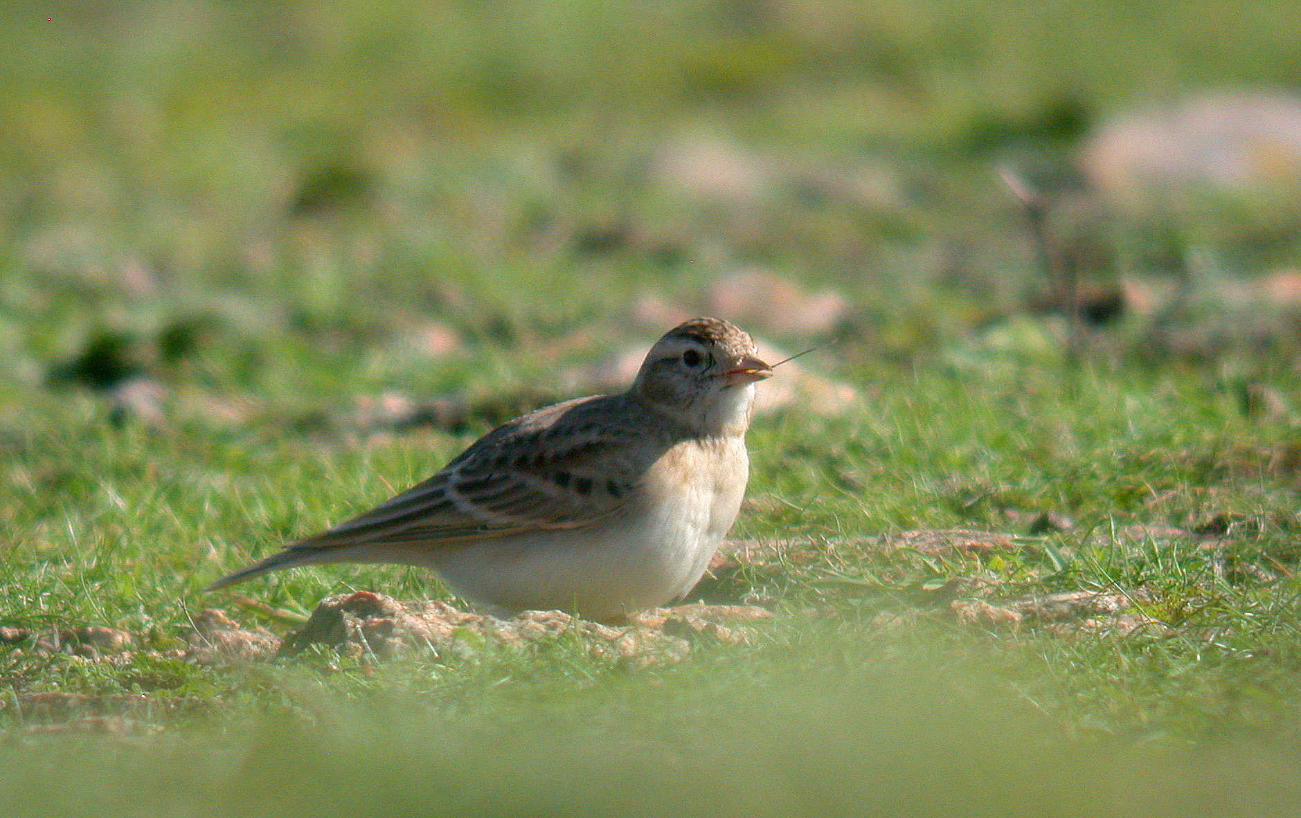 Short-toed Lark - Fort Hommet