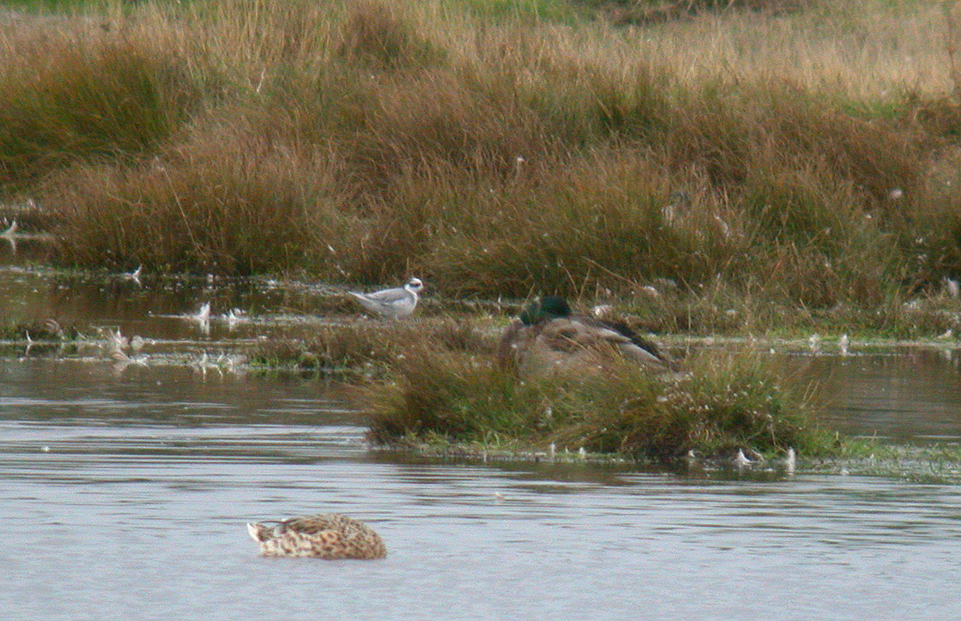 Grey Phalarope - Old Aerodrome