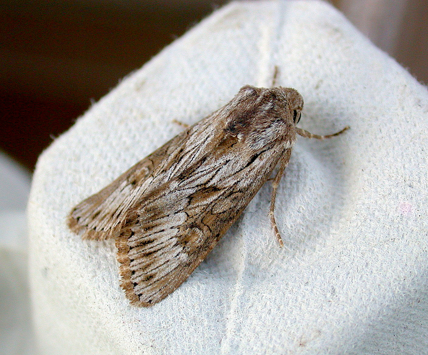 Feathered brindle - Garden - 8 Oct 10
