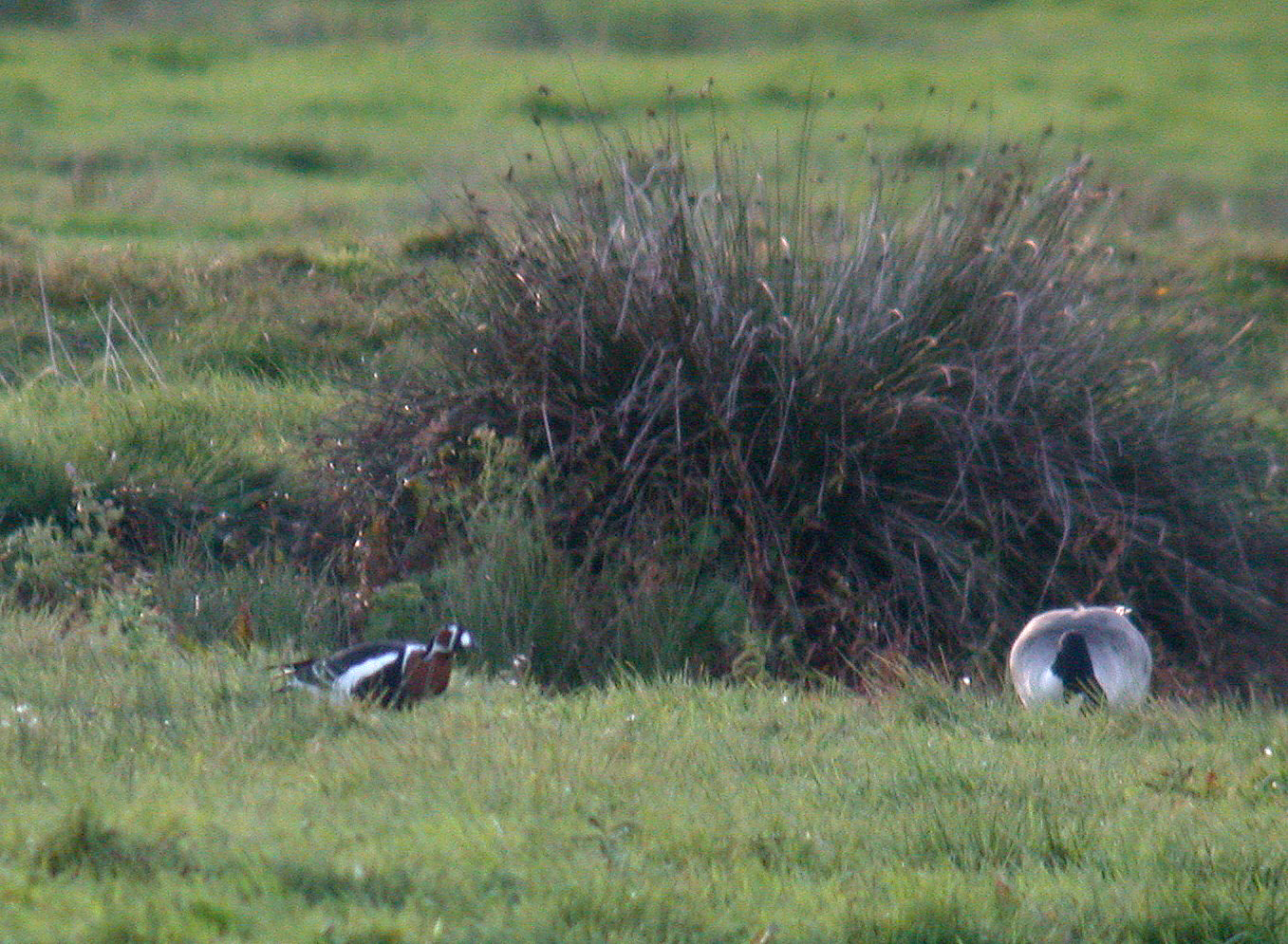 This bird seemed pretty wild, with no signs of an escaped origin, so I added it to my British year list - I am of course talking about the Canada Goose on the right rather than the plastic jobby on the left!