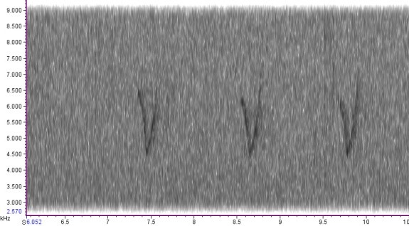 The characteristic 'V' shaped pattern to a Yellow-browed Warbler call