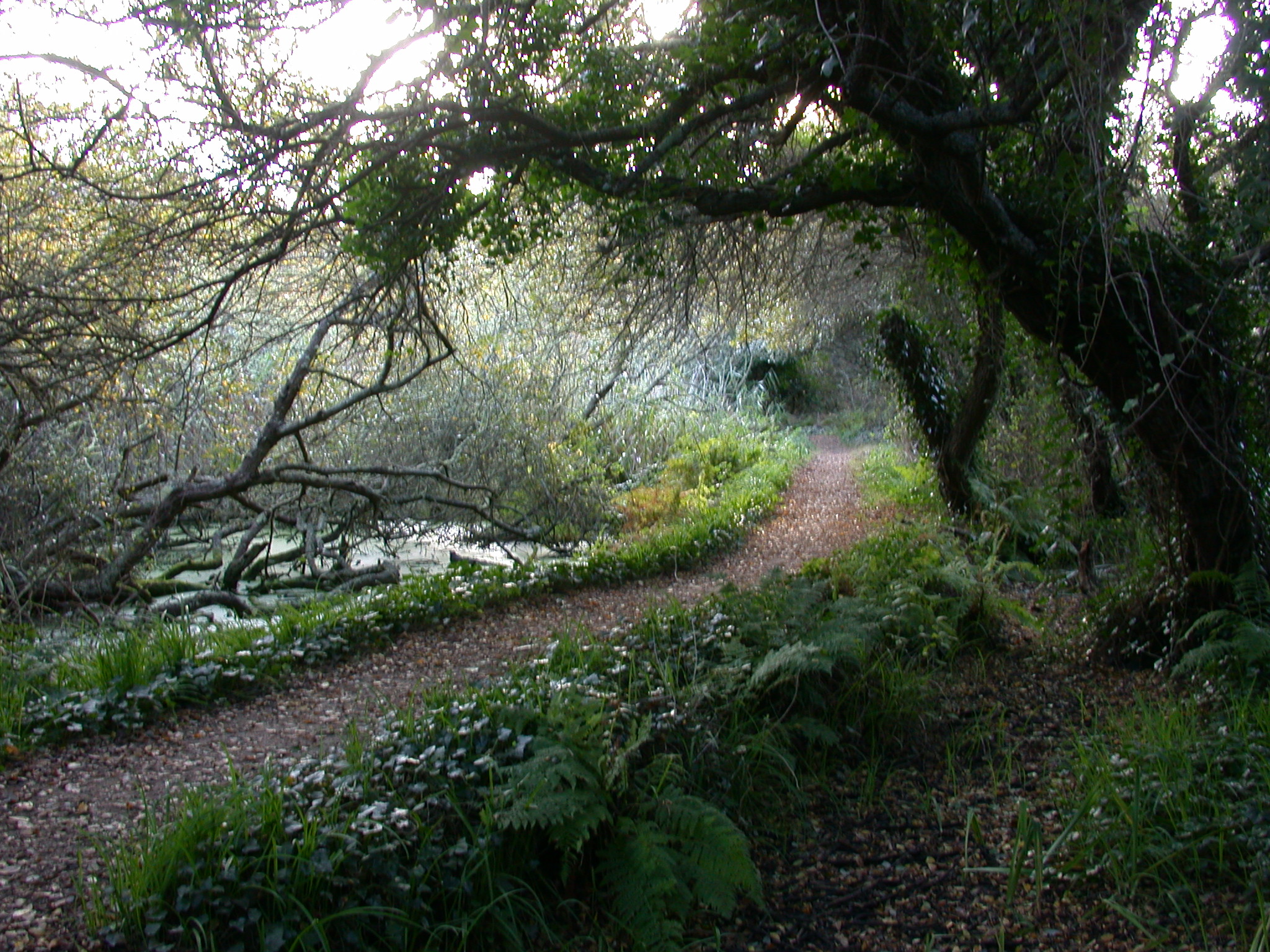 lower moors