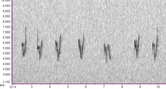 Yellow-browed Warbler - The spectrogram shows similar V shapes as the Porthgwarra bird but there is some variation (e.g. at 7 seconds there is apair of falling notes rather than down-up).