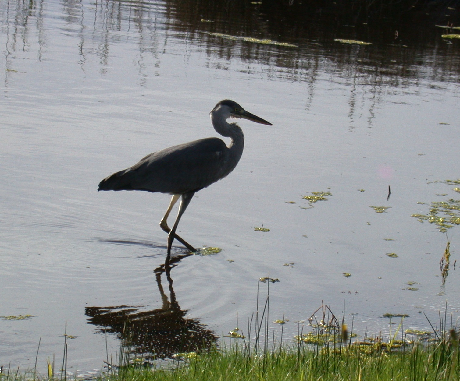 Grey Heron - Lower Moors