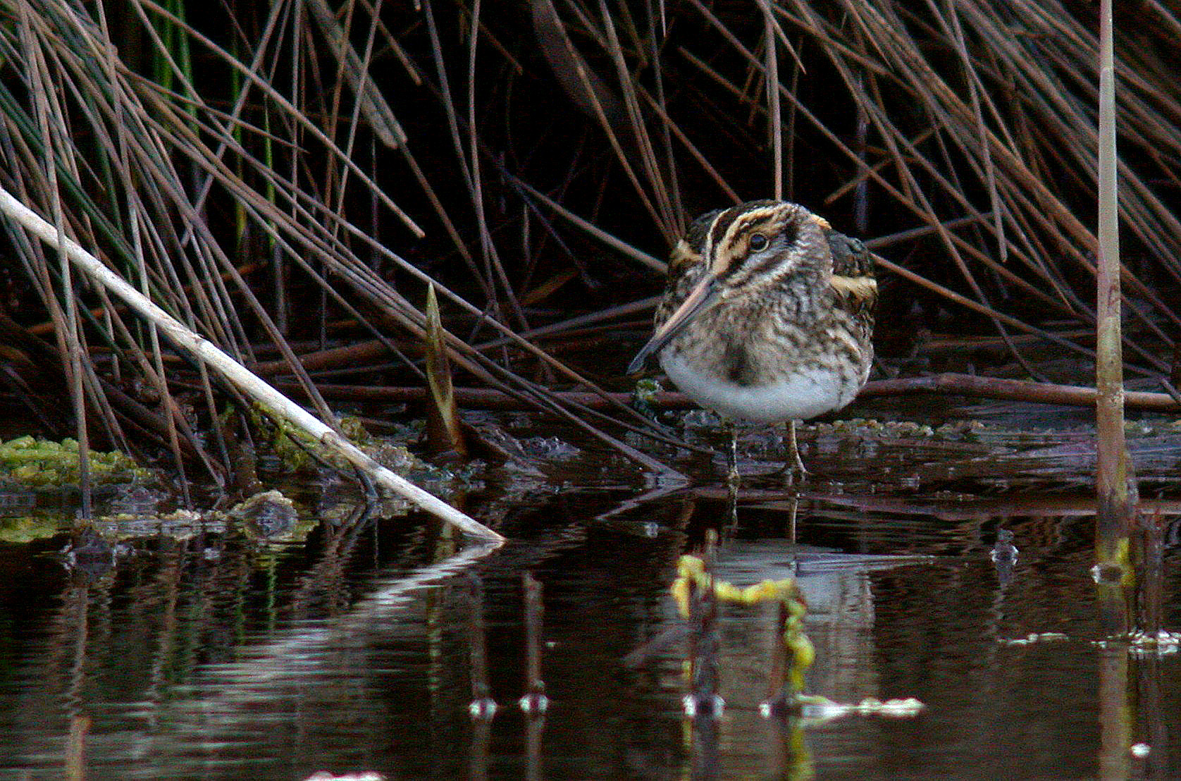 Jack Snipe - Lower Moors