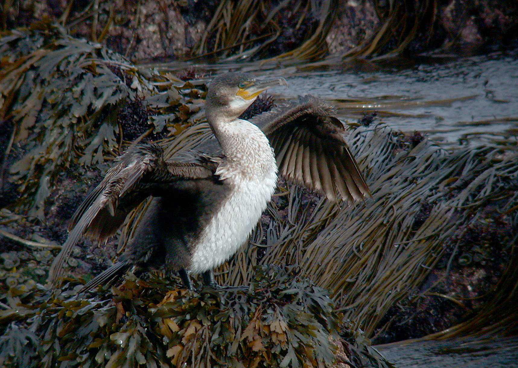 Cormorant - Pelistry