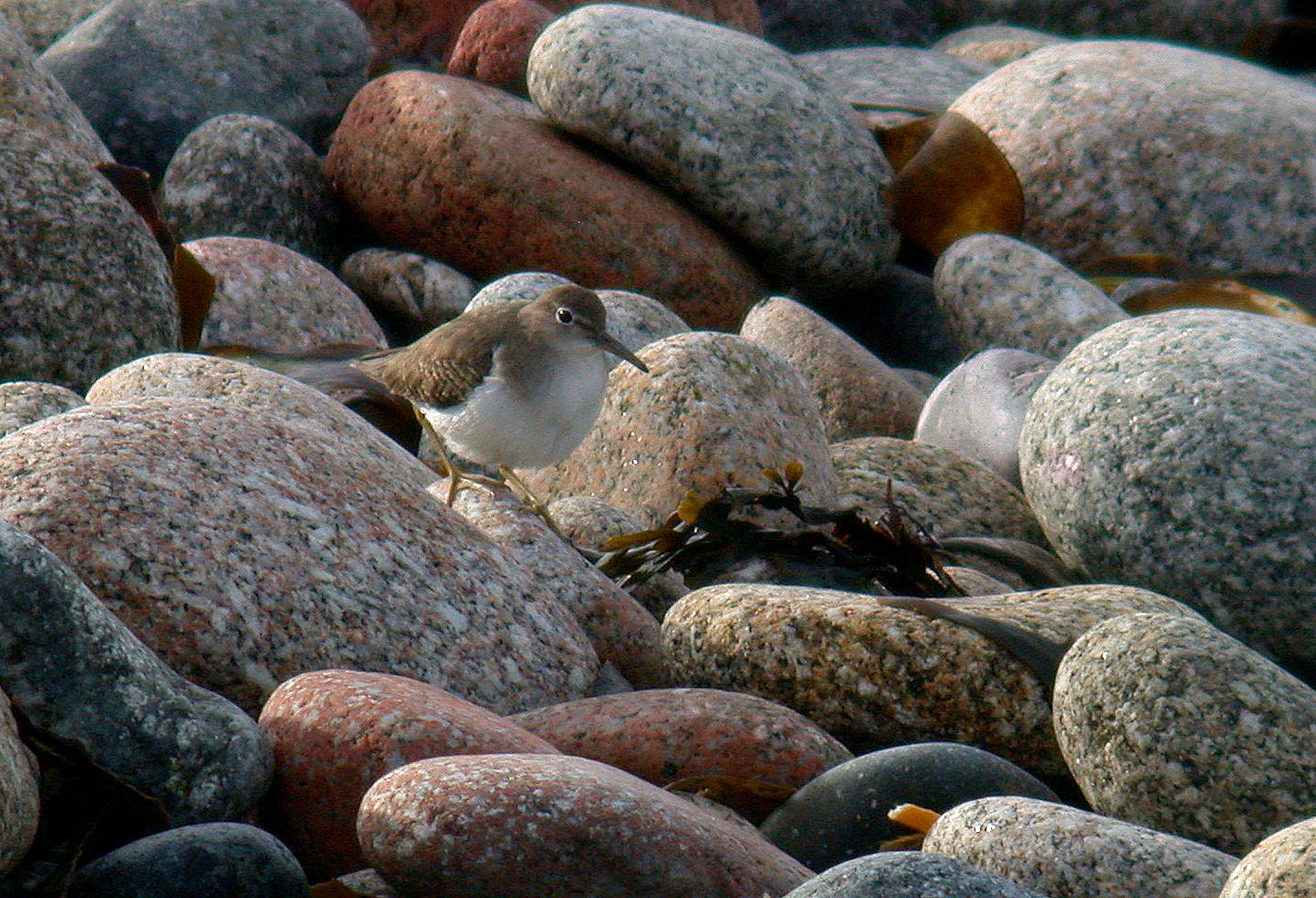 Spotted Sandpiper , St. Agnes - this photo shows that this bird was quite pale above, with the breast sides very pale and diffuse, with nothing in the middle of the breast. The only barring on the upperparts was on the wing coverts, everything else appearing very plain.
