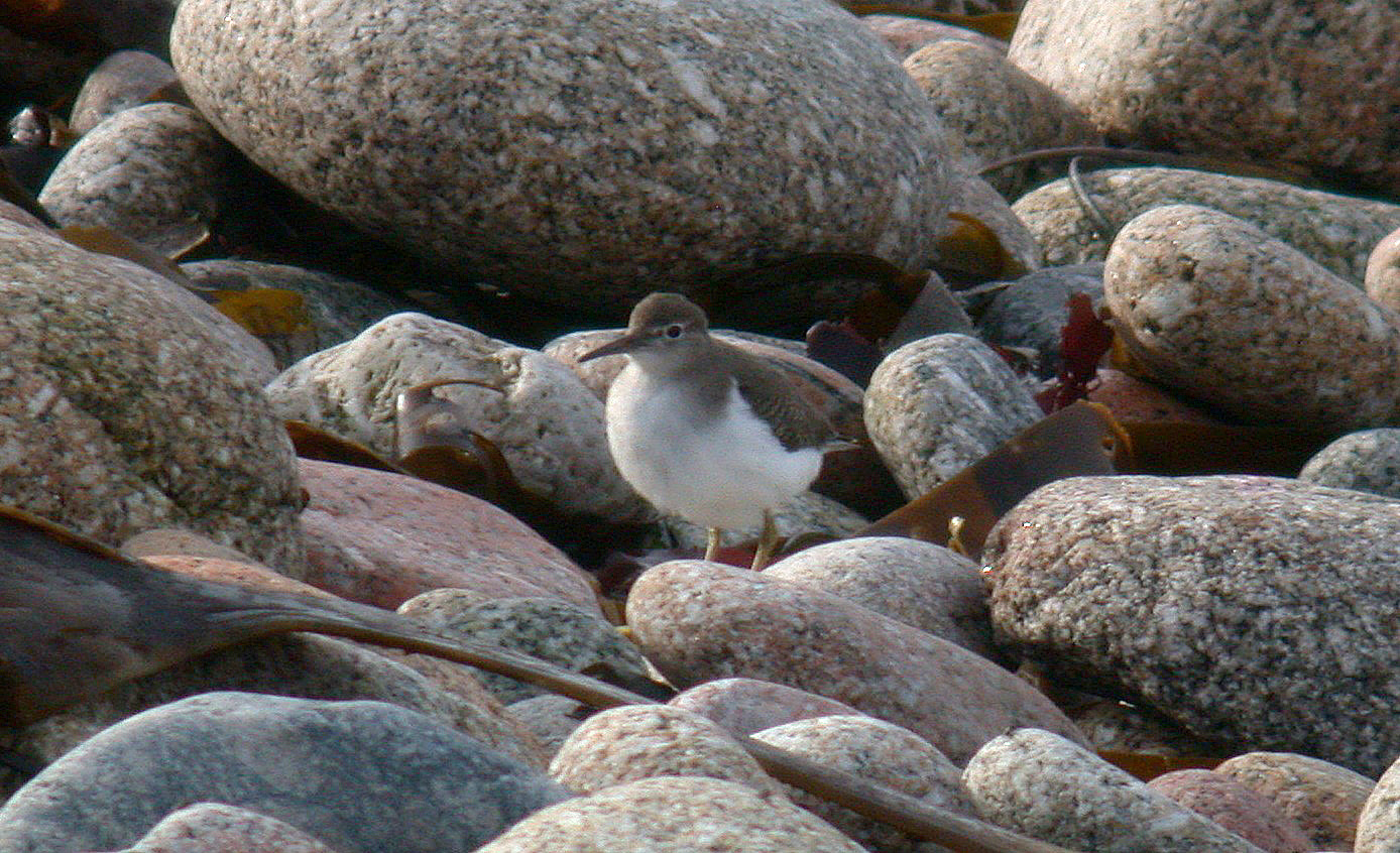 A very open face with the eye-ring standing out a lot. Although the bill was quite long for the species, as can be seen here, there was an obvious down-turn to it.