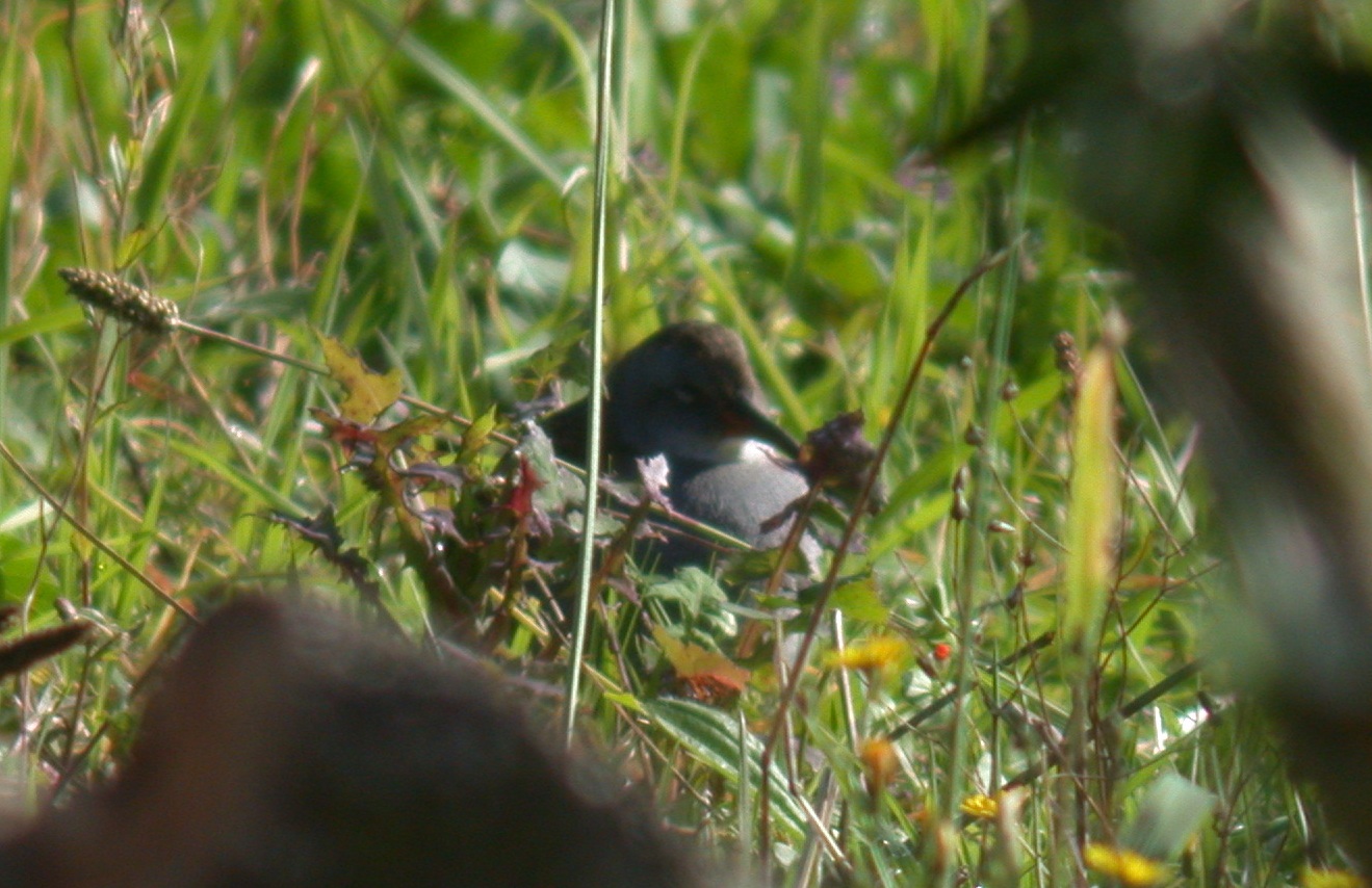 Water Rail - St. Agnes