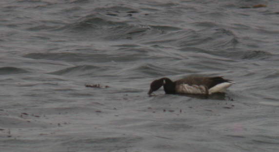 Pale-bellied Brent Goose - Porthloe
