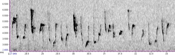 song of siberian chiffchaff