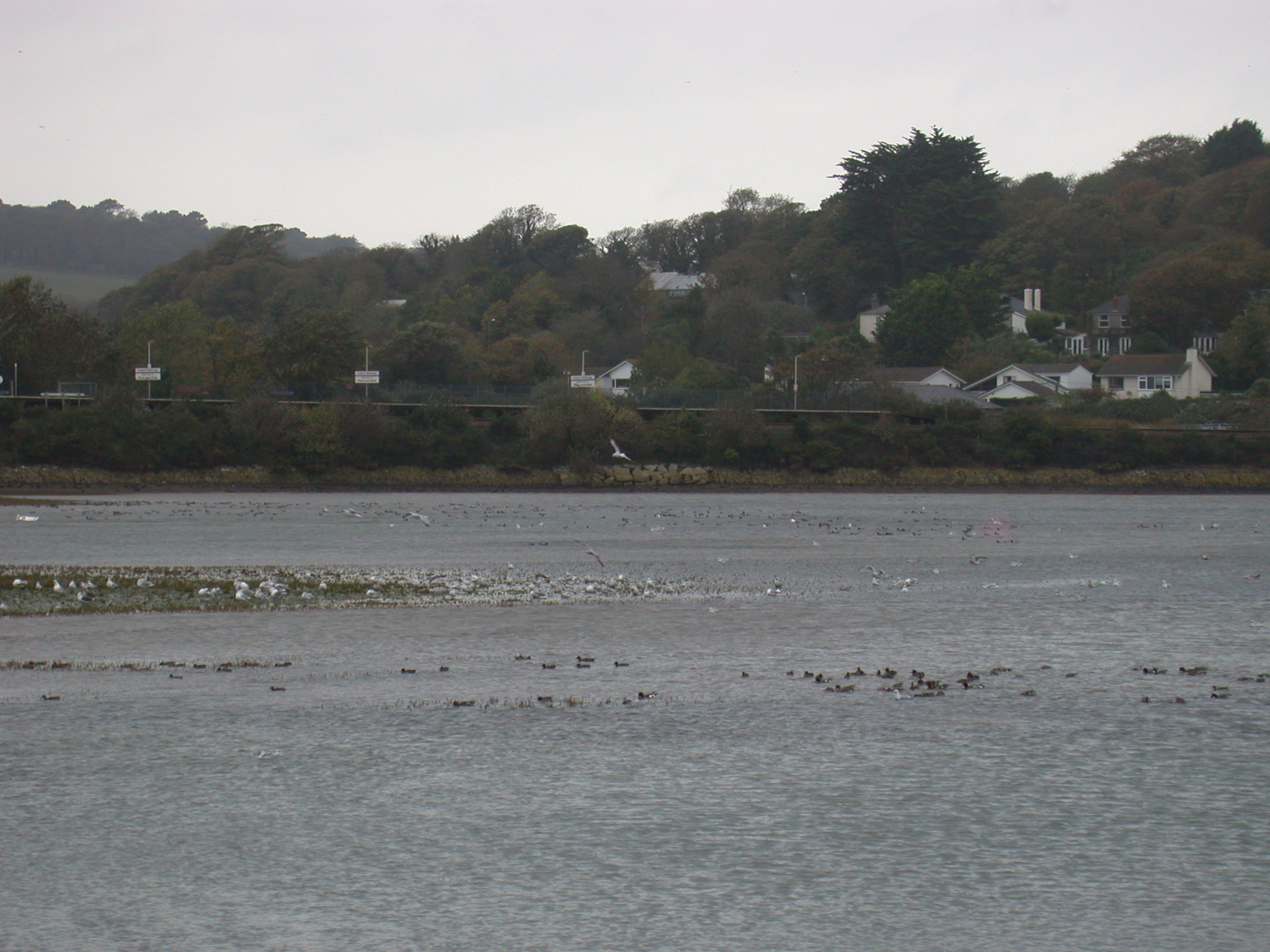 Hayle estuary