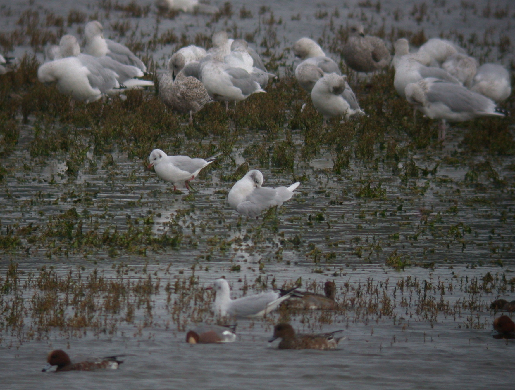 Med Gull - Hayle Estuary