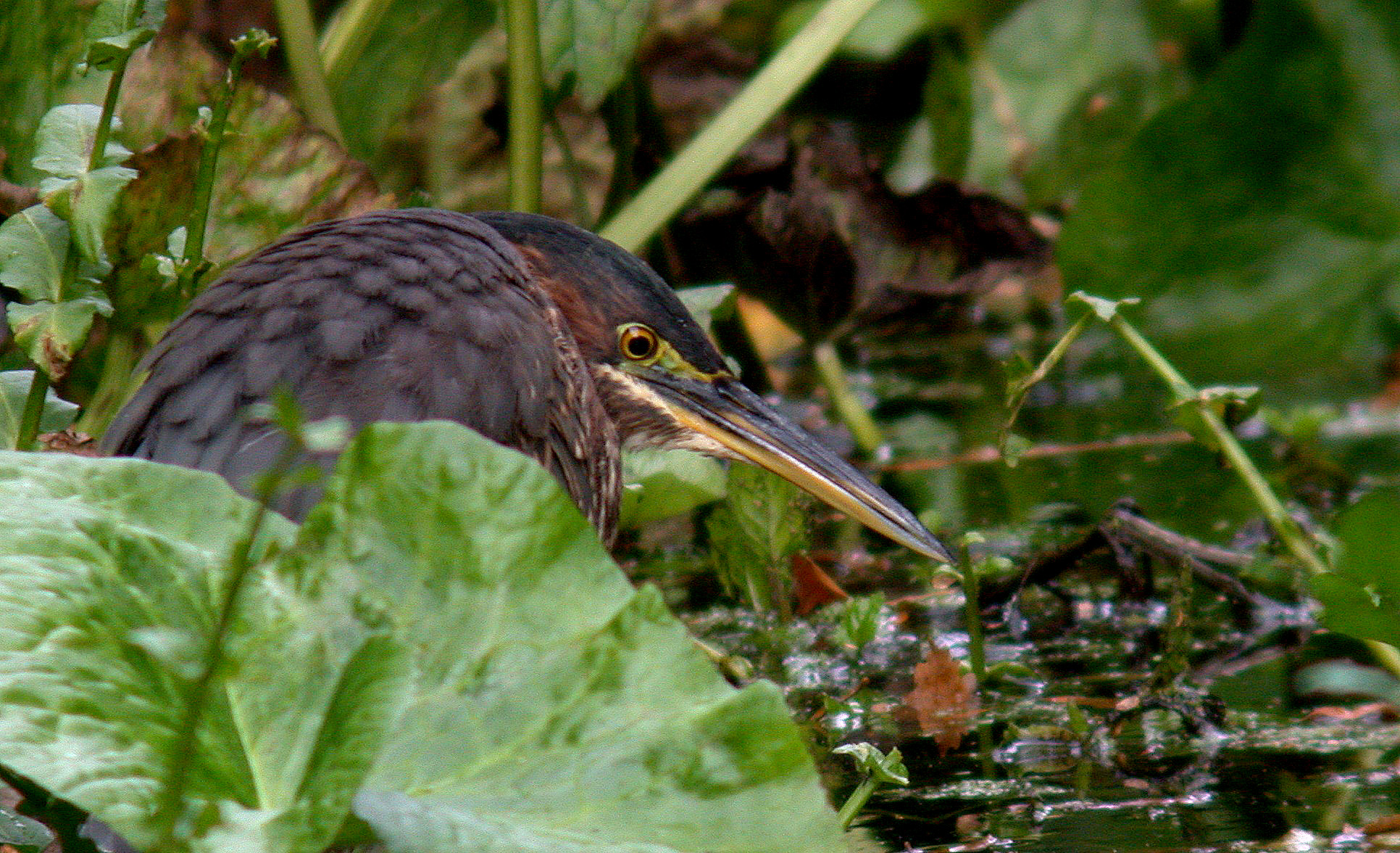 Green Heron - Lost Gardens of Heligan