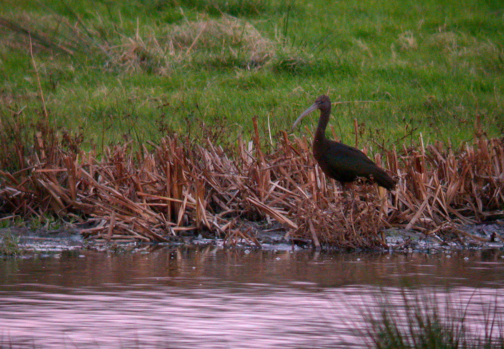 Glossy Ibis - Exminster Marshes